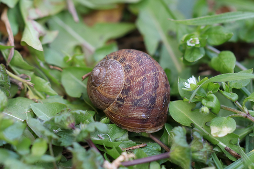 Cornu aspersum