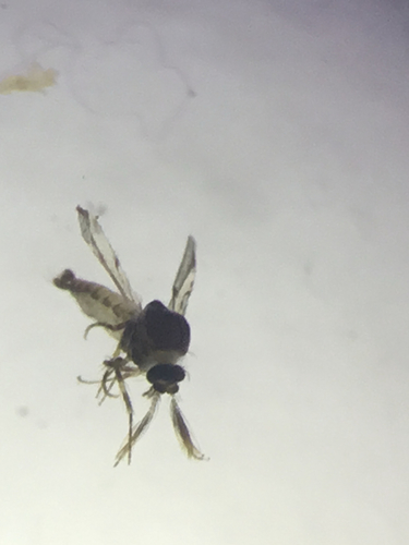 Forcipomyia indecora · iNaturalist