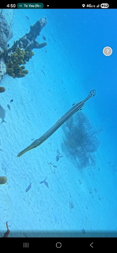 Aulostomus maculatus