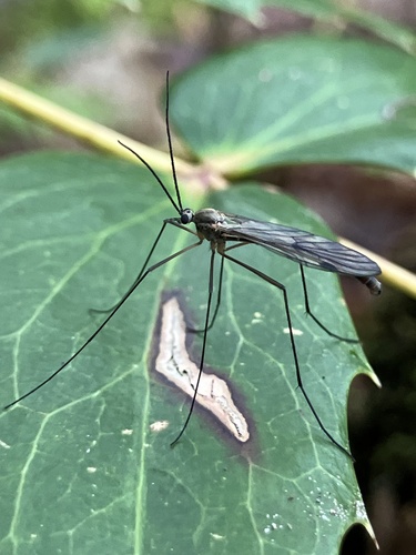 Unknown species found near Western Washington University, Bellingham, WA, US