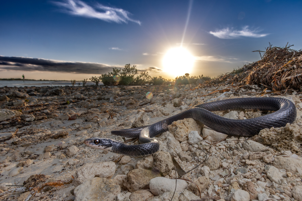 Southern Black Racer (Subspecies Coluber constrictor priapus