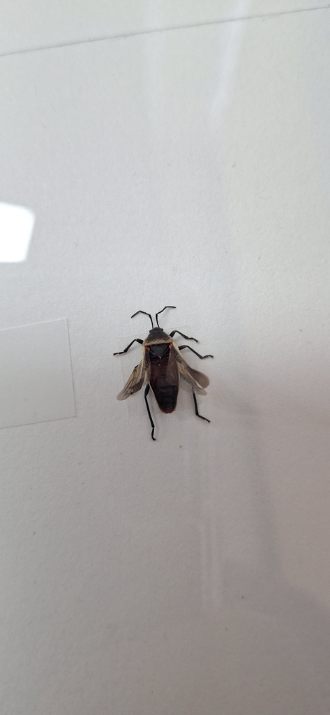 Eastern Bordered Plant Bug on February 4, 2026 at 09:32 AM by Mikistli ...