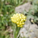 Helichrysum armenium - Photo (c) mustafa gökmen, all rights reserved, uploaded by mustafa gökmen