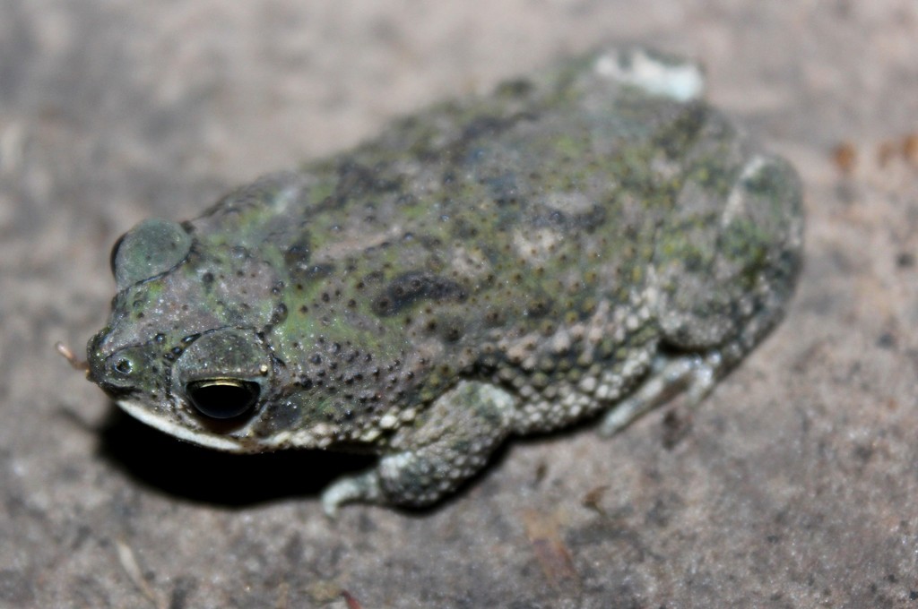 Chaco Granulated Toad Rhinella major iNaturalist Canada