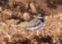 Little Ringed Plover