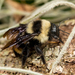 Brazilian Bumble Bee - Photo (c) Peter Marting, all rights reserved, uploaded by Peter Marting