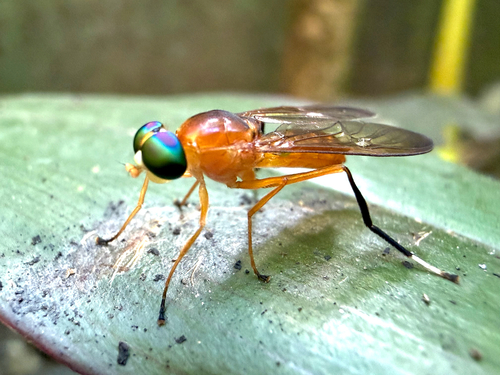 Ptecticus testaceus (Fabricius, 1794)