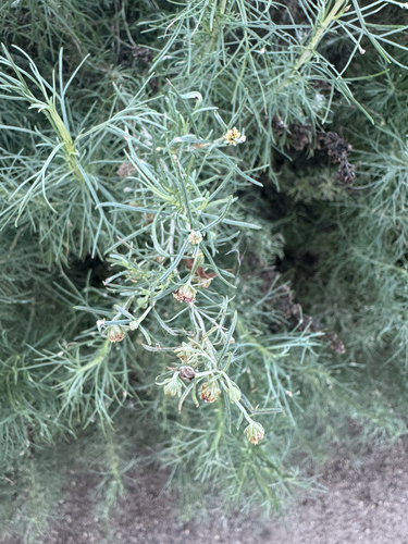 iNaturalist observation photo of California sagebrush