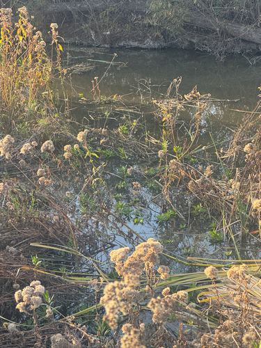 iNaturalist observation photo of Asteroideae