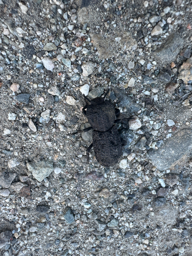 iNaturalist observation photo of Diabolical Ironclad Beetle