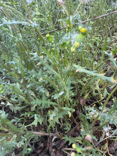 iNaturalist observation photo of common groundsel
