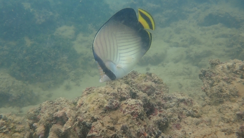 Chaetodon decussatus