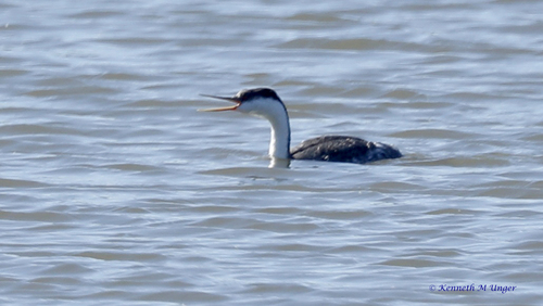 iNaturalist observation photo of Western Grebe