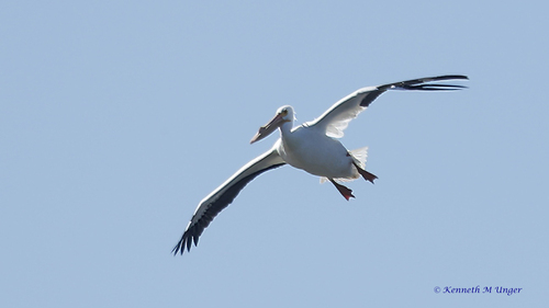 iNaturalist observation photo of American White Pelican