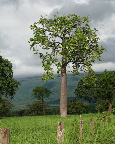 Cavanillesia umbellata