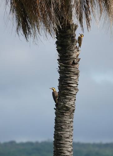 Campo Flicker