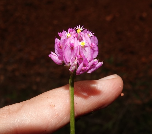 Senega longicaulis