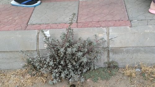 Desert Nettle
