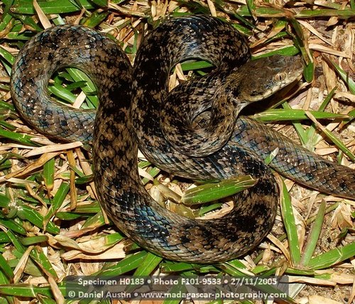 Common Madagascar Cat Snake