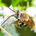 Brown-winged Long-horned Bee - Photo (c) Angella Moorehouse, all rights reserved, uploaded by Angella Moorehouse