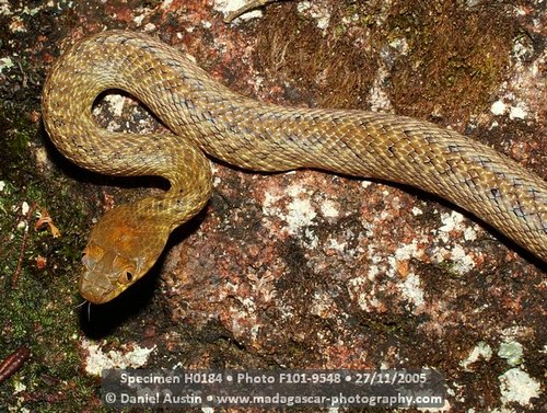 Common Madagascar Cat Snake
