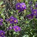 Solanum parishii - Photo (c) Pea Hicks, todos los derechos reservados, uploaded by Pea Hicks