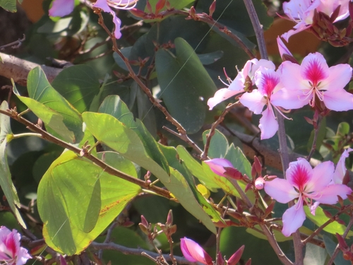 Orchid tree