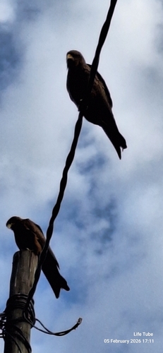 Black Kite
