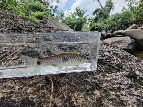 Elegant Rasbora