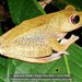 Boophis praedictus - Photo (c) Daniel Austin, all rights reserved, uploaded by Daniel Austin