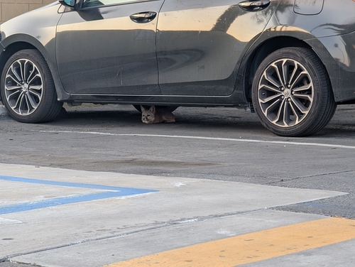 San Joaquin Kit Fox observed by timothgaffney