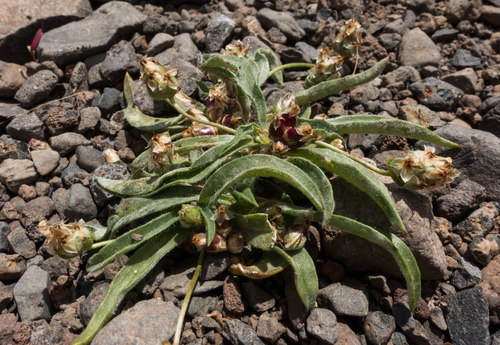 Plantago loeflingii