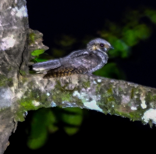 Eastern Whip-poor-will observed by danielgarrigues