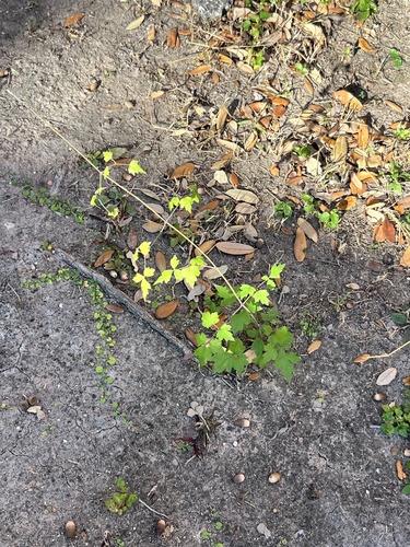 Texas virgin's bower