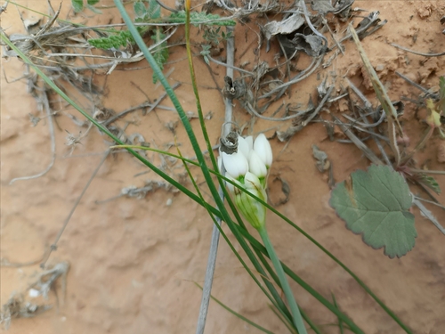 Allium roseum odoratissimum