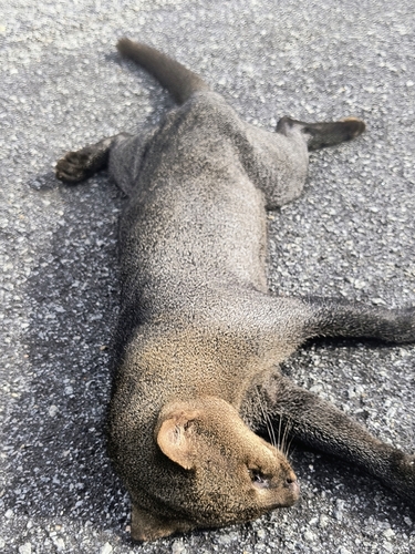 Jaguarundi
