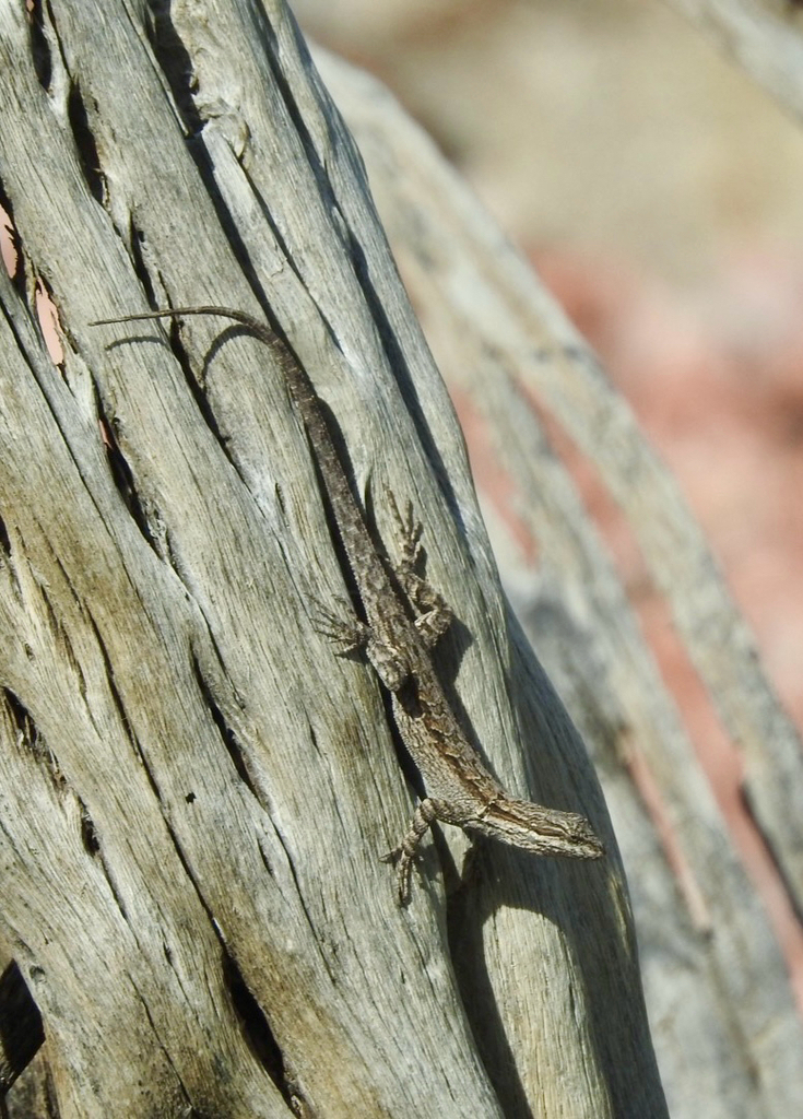 Ornate Tree Lizard from E Turney Ave, Phoenix, AZ, US on February 2 ...