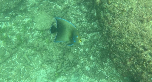 Pomacanthus semicirculatus