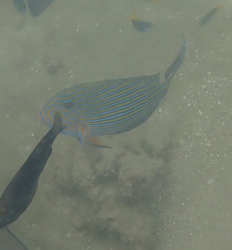 Acanthurus lineatus