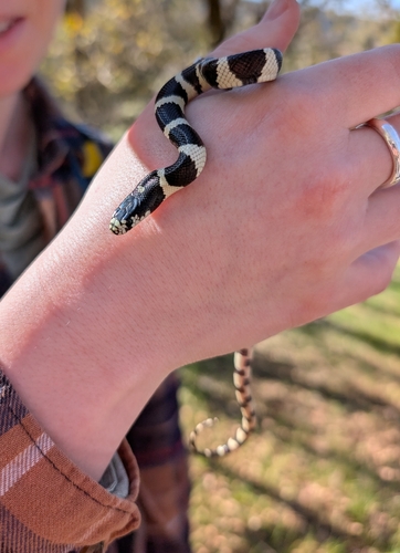 iNaturalist observation photo of California King Snake