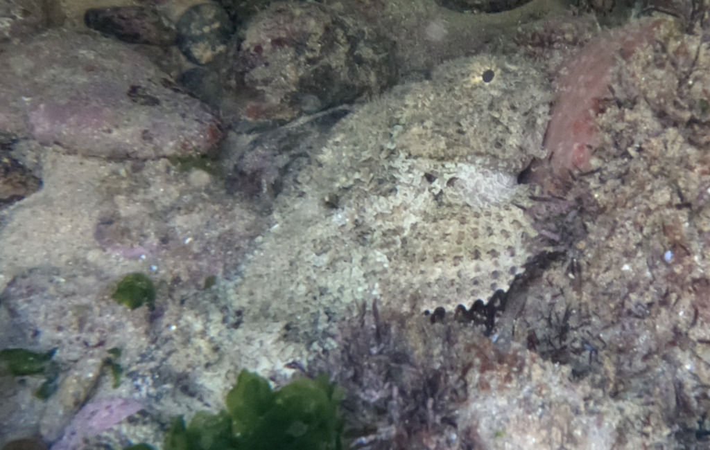 Reef Scorpionfish