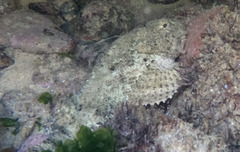 Reef Scorpionfish