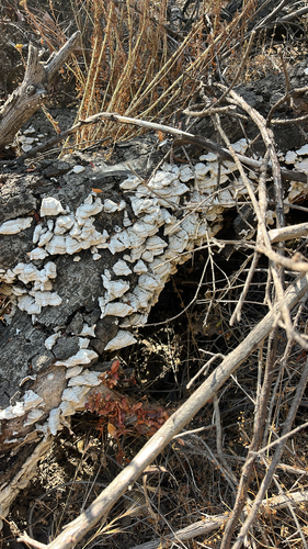 iNaturalist observation photo of hairy curtain crust