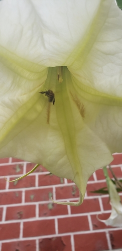 photo of Western Honey Bee (Apis mellifera)