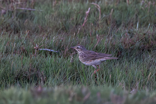 African Pipit
