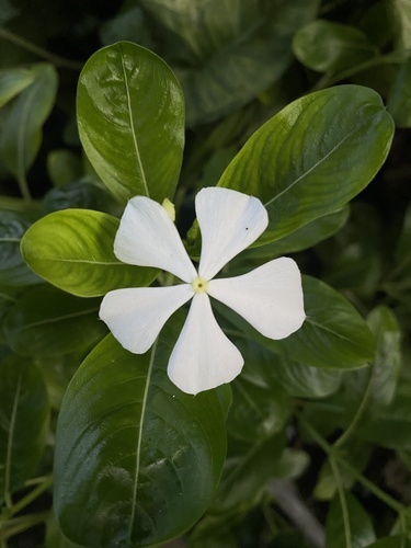 Madagascar Periwinkle