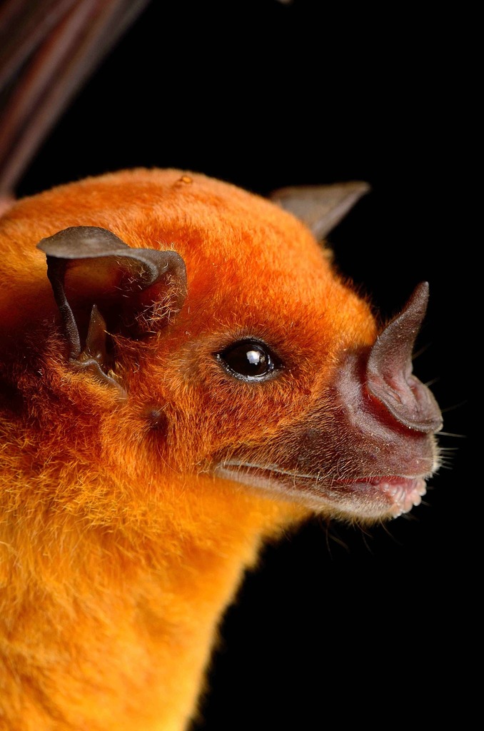 spear nosed bat