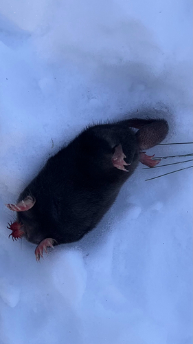 Star-nosed Mole observed by hnewell
