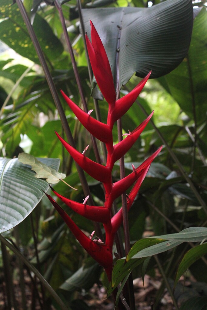 Heliconia atratensis