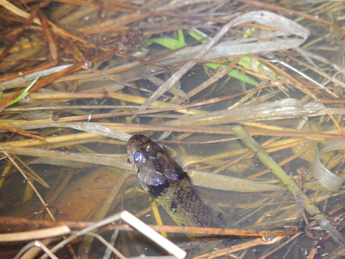 Military Ground Snake